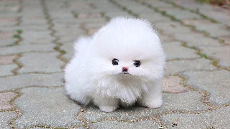 Pomeranian do adopcji za darmo