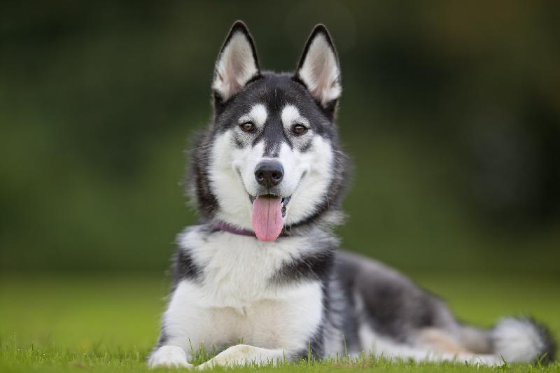 Husky syberyjski do oddania (schronisko)