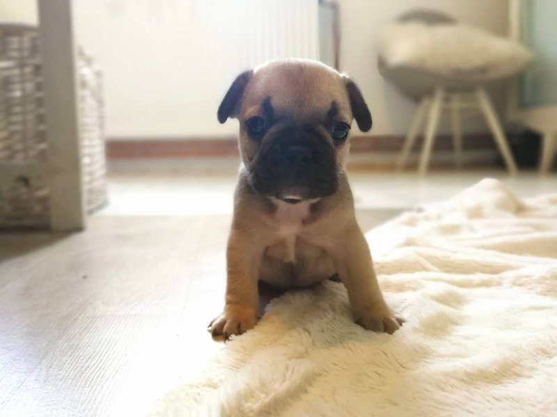 Buldog francuski szczeniak za darmo