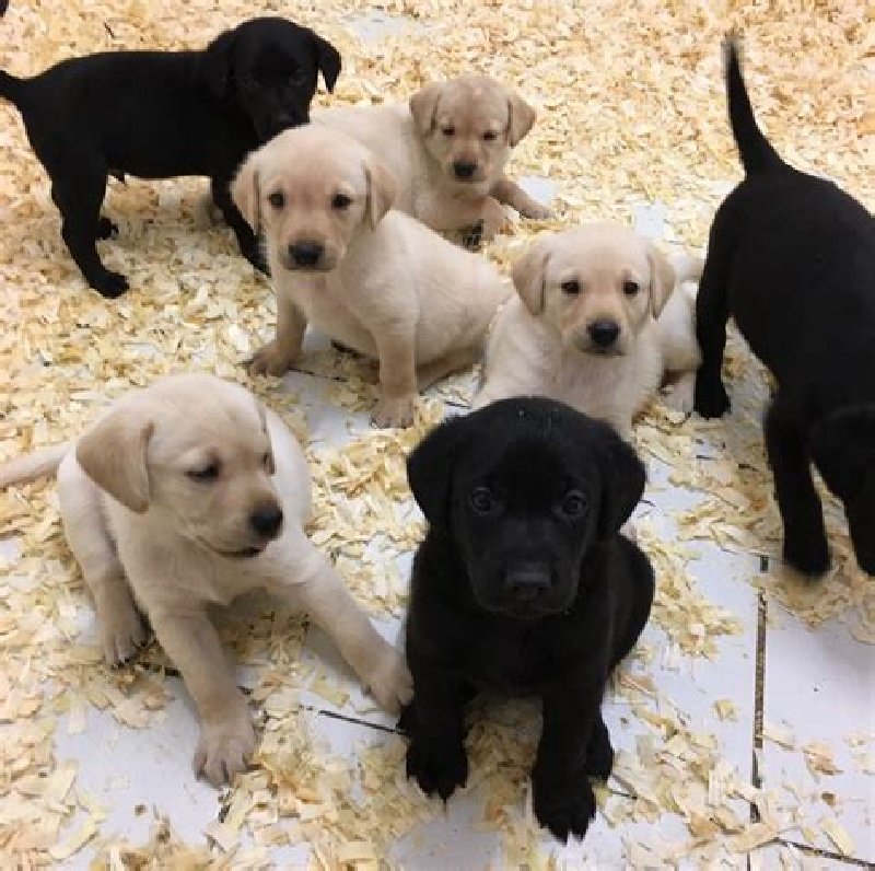 Labrador szczeniaki za darmo
