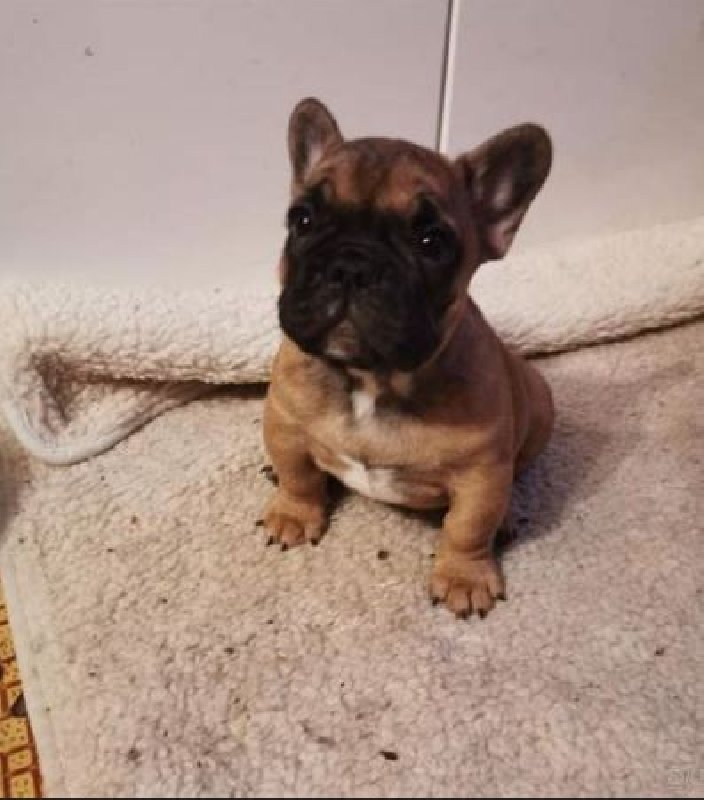 Buldog francuski oddam za darmo