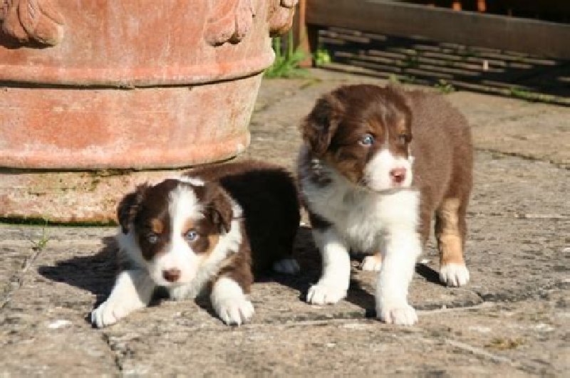 Border collie szczeniaki za darmo