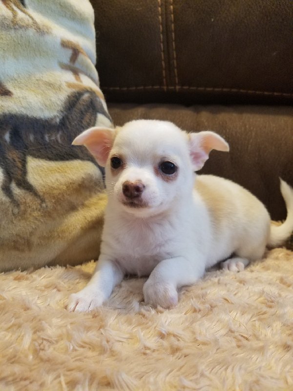 Chihuahua do oddania