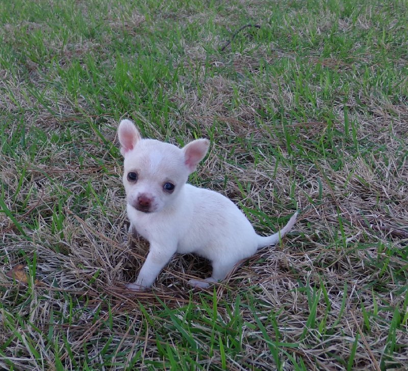 Chihuahua oddam za darmo do adopcji