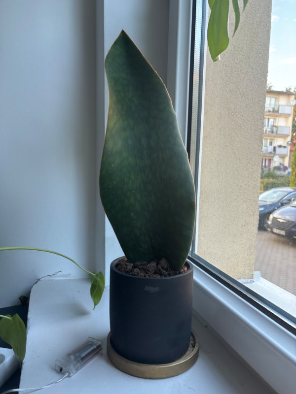 Kwiatek - 01 Kwiatek - 01