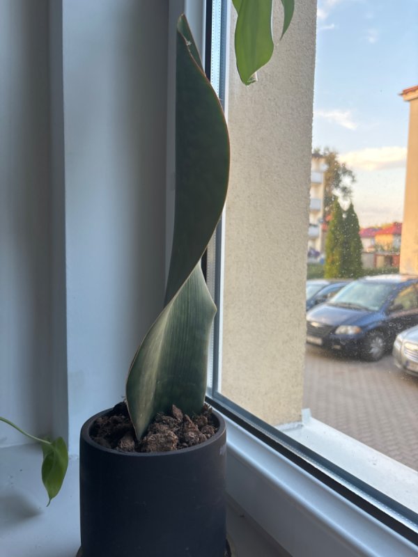 Kwiatek - 02 Kwiatek - 02