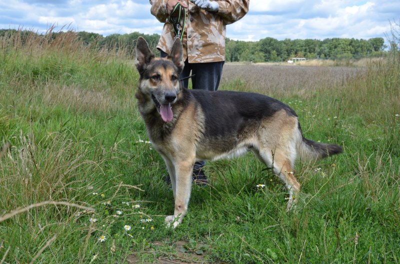 Duży pies w typie owczarka niemieckiego do adopcji - 01 Duży pies w typie owczarka niemieckiego do adopcji - 01