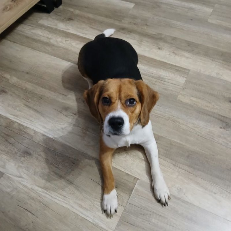 Oddam za darmo mądrą młodą suczkę beagle - 01 Oddam za darmo mądrą młodą suczkę beagle - 01
