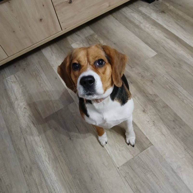 Oddam za darmo mądrą młodą suczkę beagle - 02 Oddam za darmo mądrą młodą suczkę beagle - 02