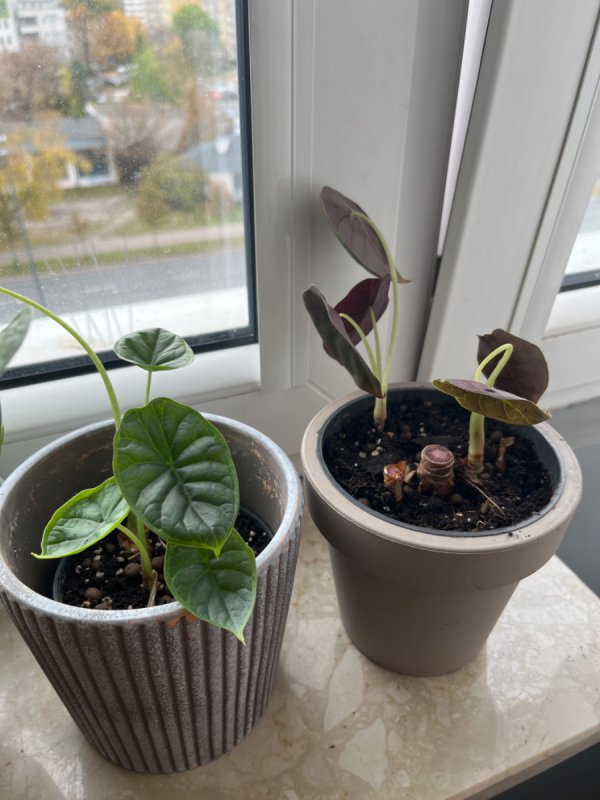 Oddam trochę roślinek :) - 01 Oddam trochę roślinek :) - 01