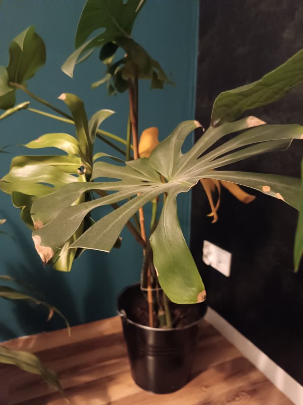 Monstera - 01 Monstera - 01