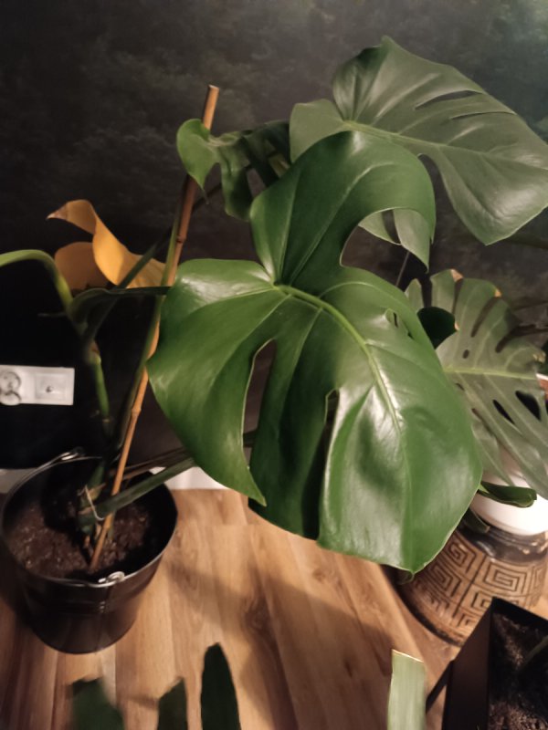 Monstera - 02 Monstera - 02