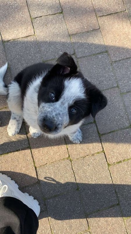 Oddam pieska po border collie