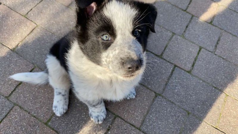 Oddam pieska po border collie - 01 Oddam pieska po border collie - 01