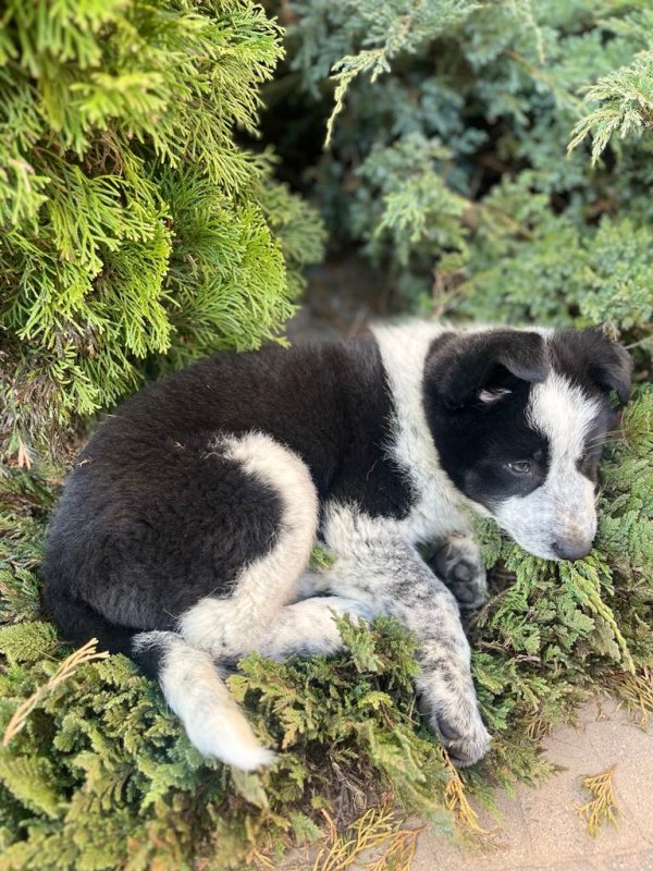 Oddam pieska po border collie - 02 Oddam pieska po border collie - 02