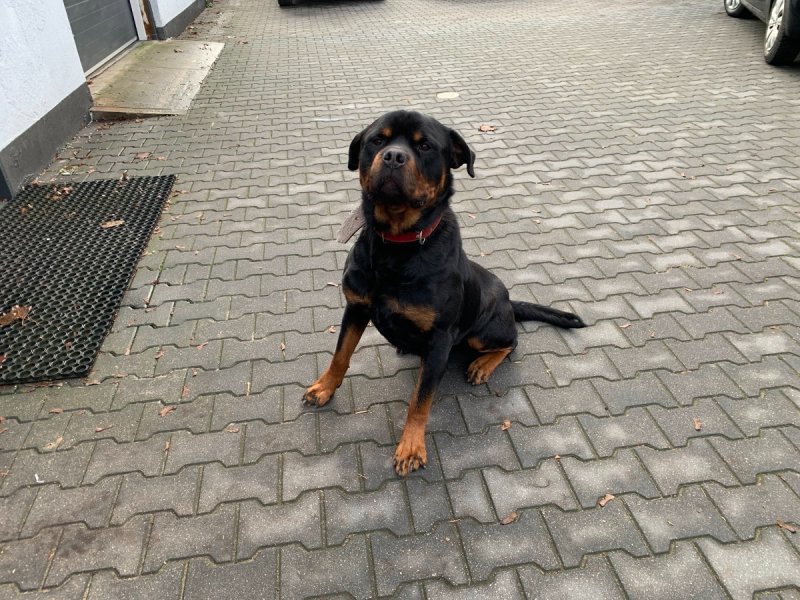 Oddam pięknego rottweilera Jimmyego - 02 Oddam pięknego rottweilera Jimmyego - 02