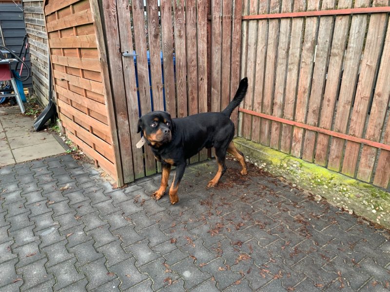 Oddam pięknego rottweilera Jimmyego - 03 Oddam pięknego rottweilera Jimmyego - 03