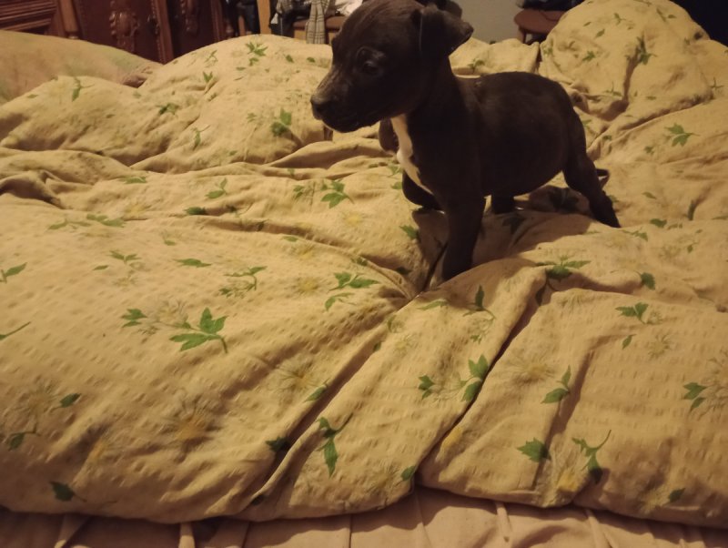 Szczeniaczki Pitbull - 01 Szczeniaczki Pitbull - 01