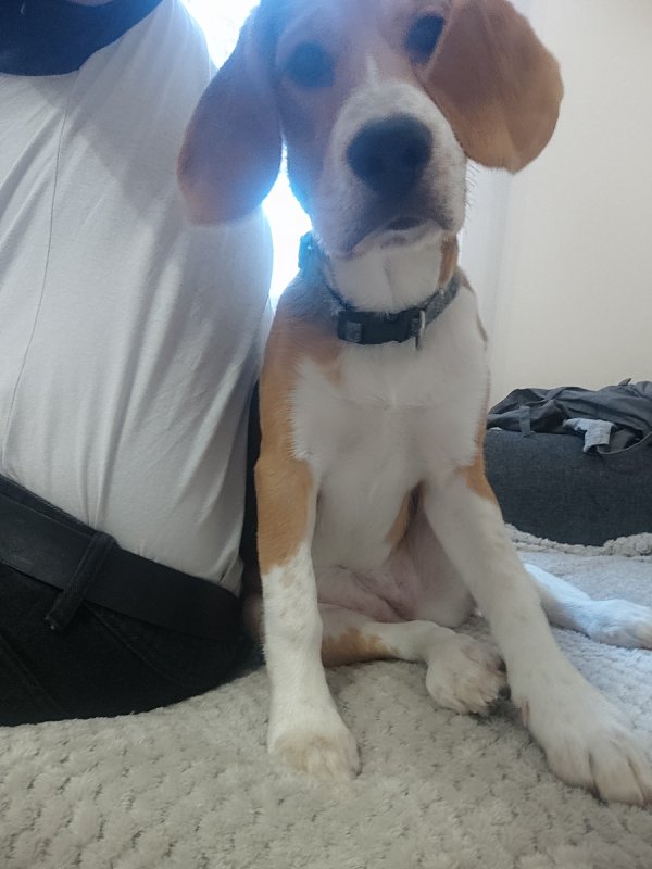 Piesek rasy Beagle Tricolor - 01 Piesek rasy Beagle Tricolor - 01