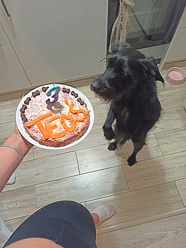 Szukam najlepszego domu dla mojego wyjątkowego psa - 05 Szukam najlepszego domu dla mojego wyjątkowego psa - 05