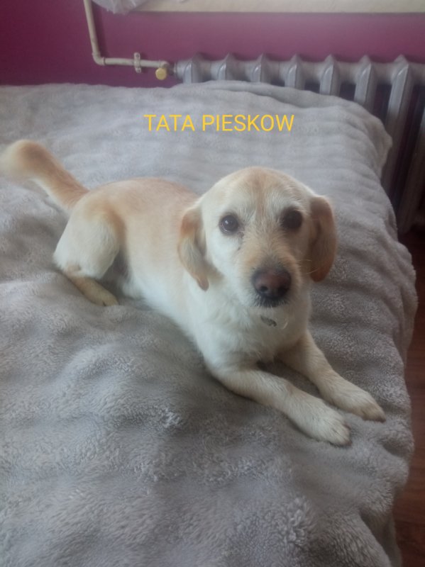 Trzy biszkoptowe pieski szukają domu - 02 Trzy biszkoptowe pieski szukają domu - 02