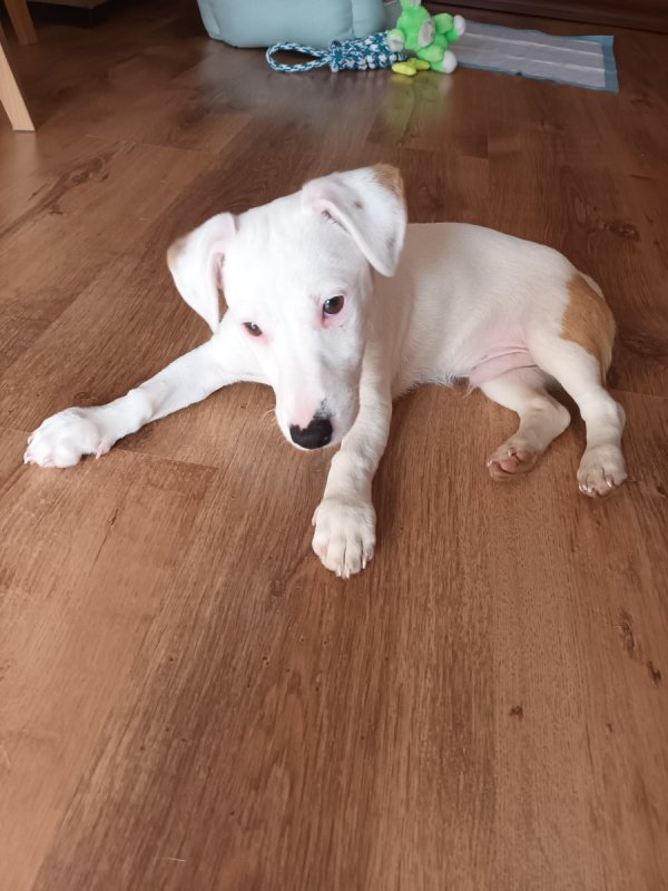 Jack Russell Terrier - 01 Jack Russell Terrier - 01