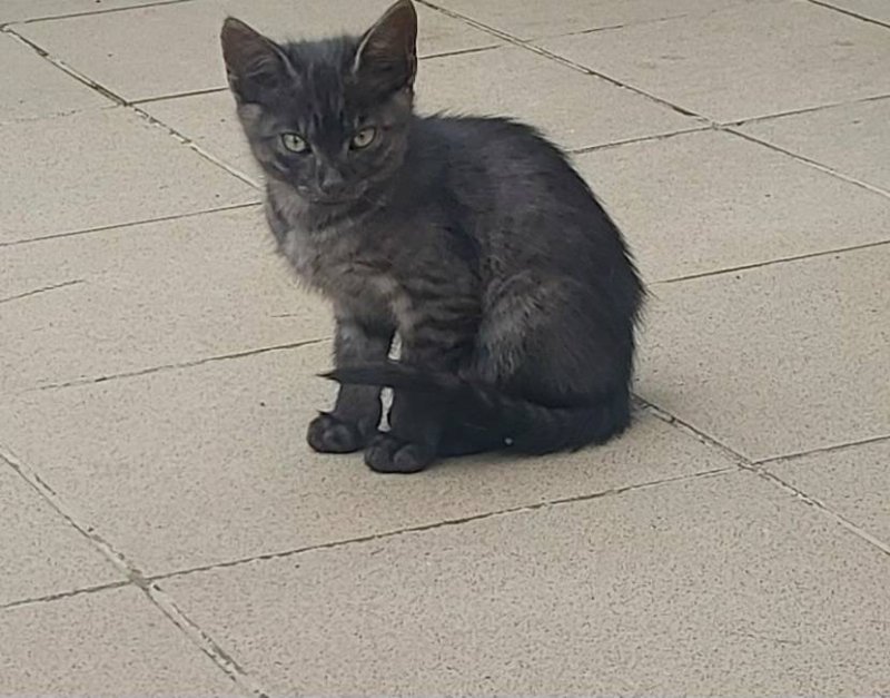 Podrzucone kotki szukają domu! - 01 Podrzucone kotki szukają domu! - 01