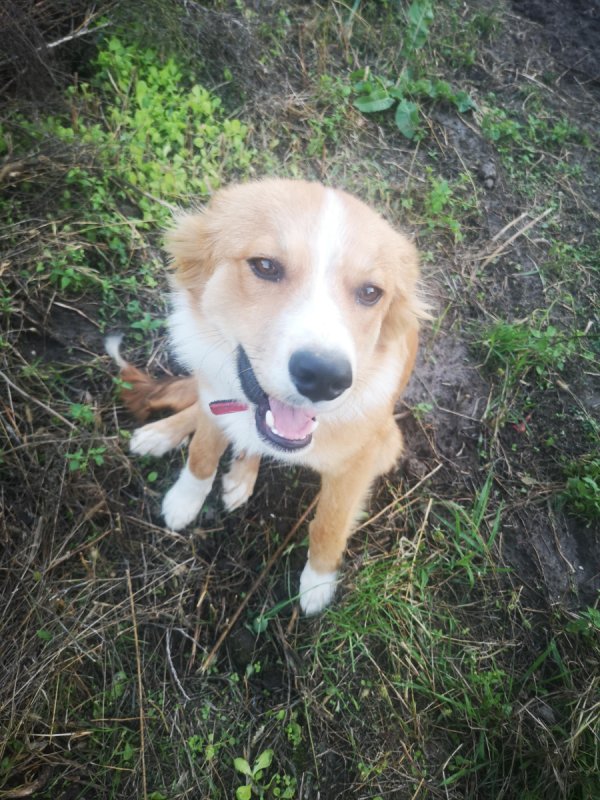 Karmelek piesek 3 letni