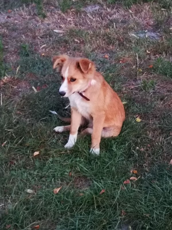 Karmelek piesek 3 letni - 01 Karmelek piesek 3 letni - 01