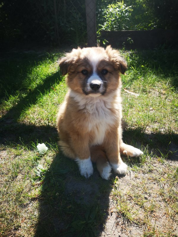 Karmelek piesek 3 letni - 02 Karmelek piesek 3 letni - 02