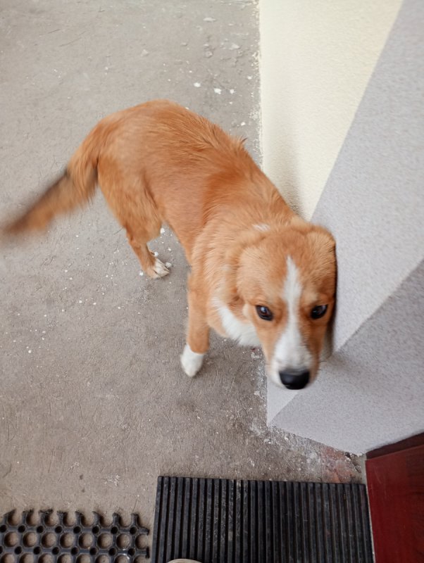 Karmelek piesek 3 letni - 03 Karmelek piesek 3 letni - 03