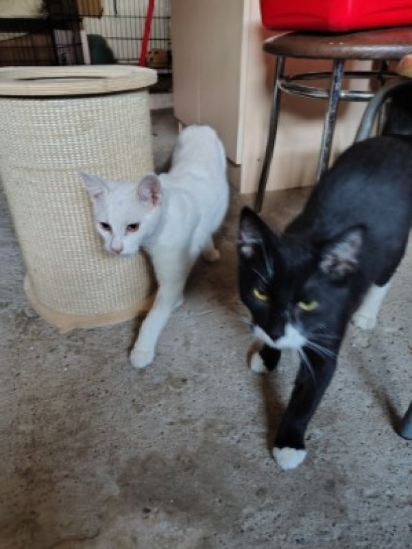 Dwa kocurki szukają domu