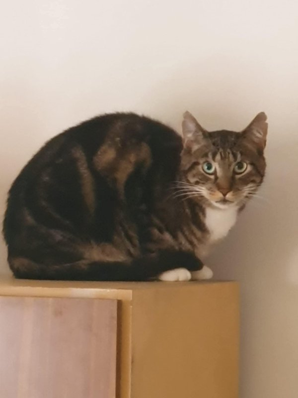 Kotka i dwa kocurki szukają domu