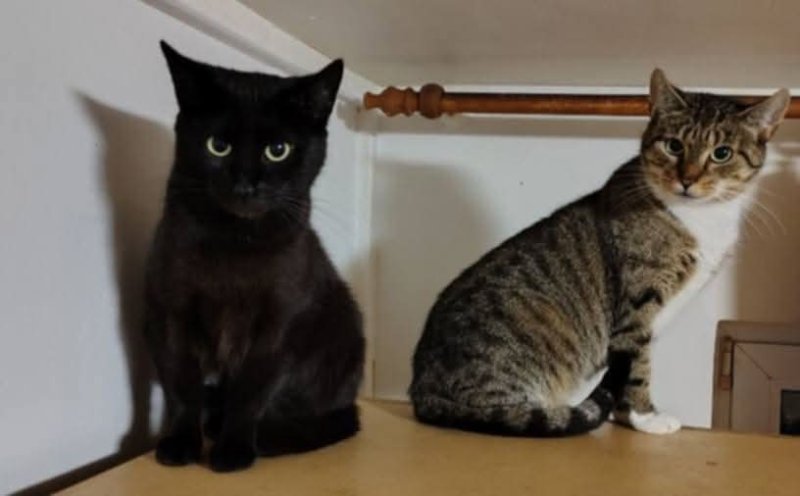 Kotka i dwa kocurki szukają domu - 01 Kotka i dwa kocurki szukają domu - 01