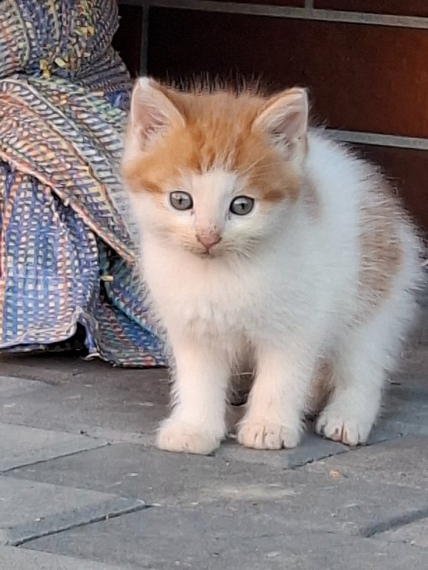 Oddam śliczne kotki za darmo