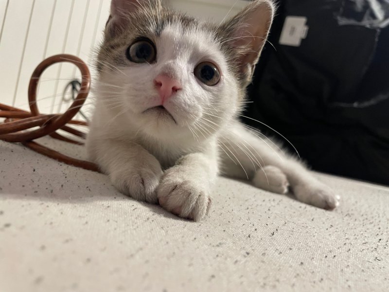 Oddam kocurki - 01 Oddam kocurki - 01