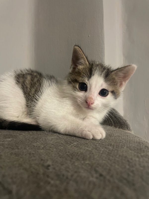 Oddam kocurki - 02 Oddam kocurki - 02