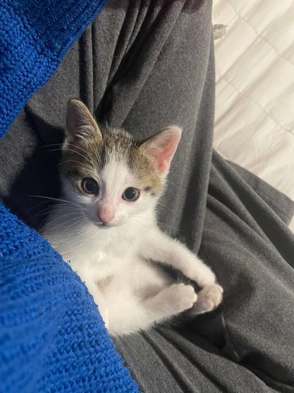 Oddam kocurki - 03 Oddam kocurki - 03