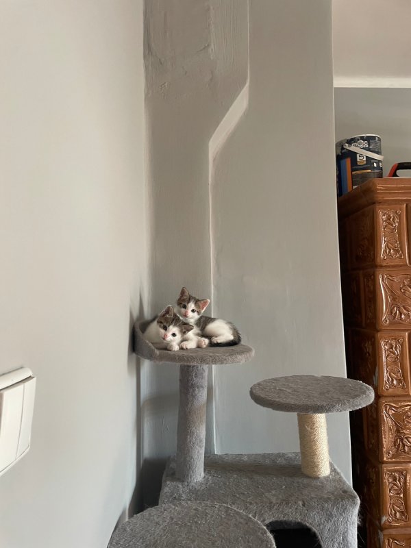 Oddam kocurki - 04 Oddam kocurki - 04