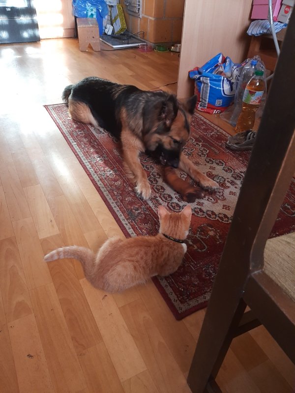 Owczarek niemiecki suczka