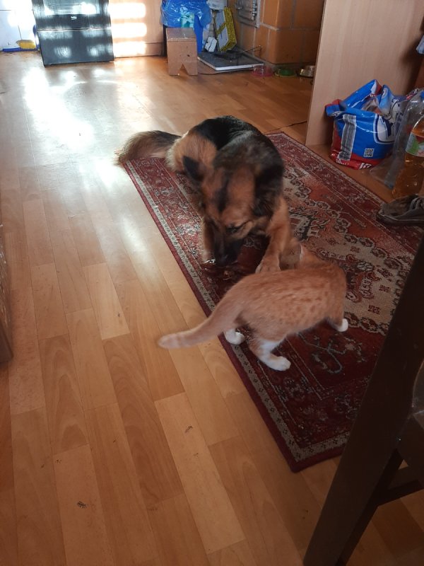 Owczarek niemiecki suczka - 01 Owczarek niemiecki suczka - 01