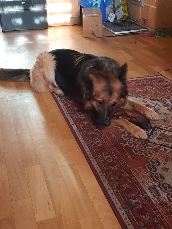 Owczarek niemiecki suczka - 02 Owczarek niemiecki suczka - 02