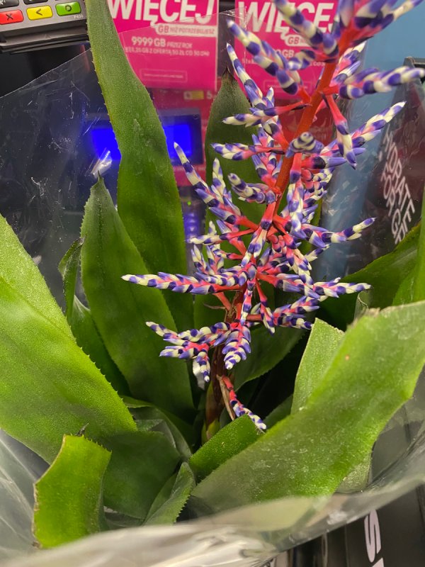 Kwiat egzotyczny - 01 Kwiat egzotyczny - 01