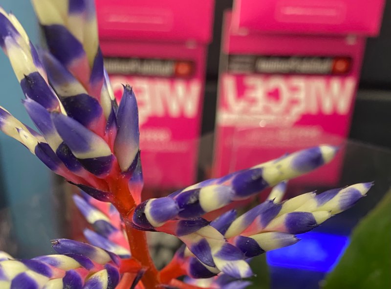 Kwiat egzotyczny - 02 Kwiat egzotyczny - 02