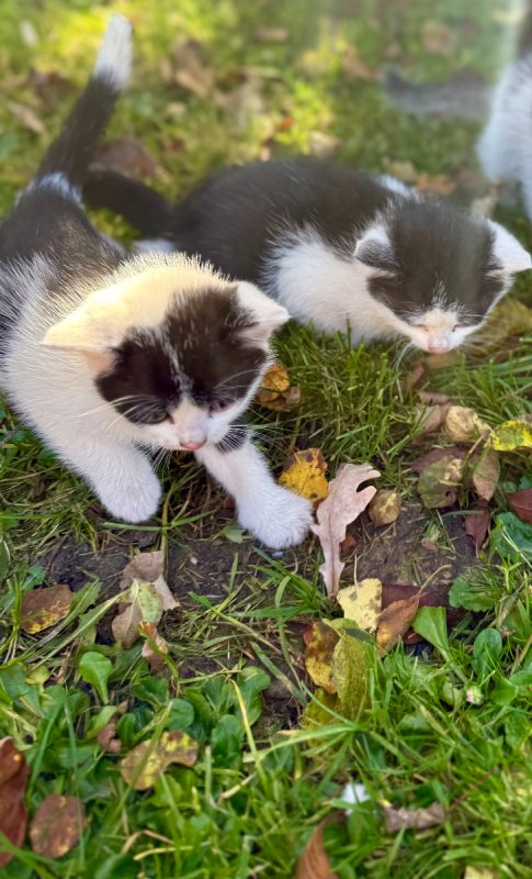Kocięta tylko w dobre ręce