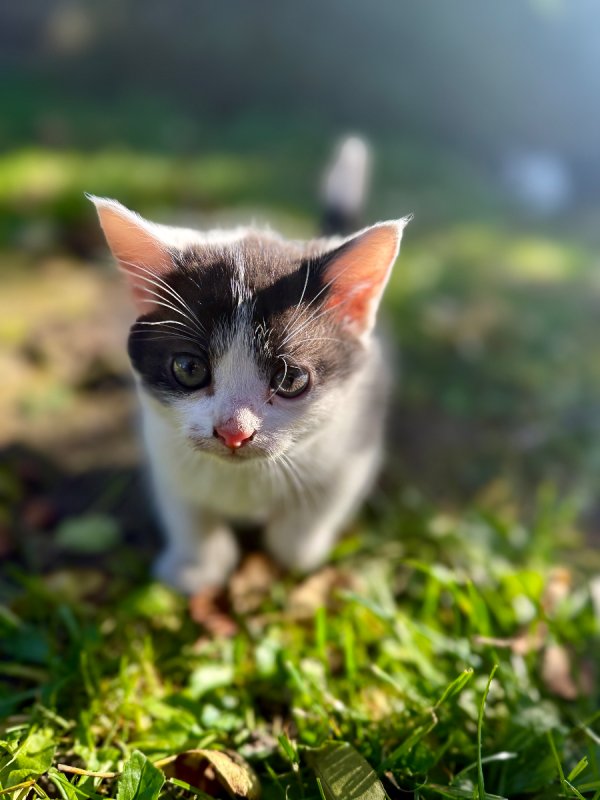 Kocięta tylko w dobre ręce - 01 Kocięta tylko w dobre ręce - 01