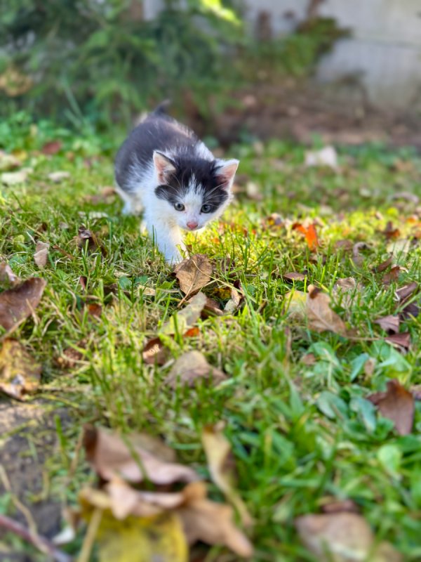 Kocięta tylko w dobre ręce - 02 Kocięta tylko w dobre ręce - 02