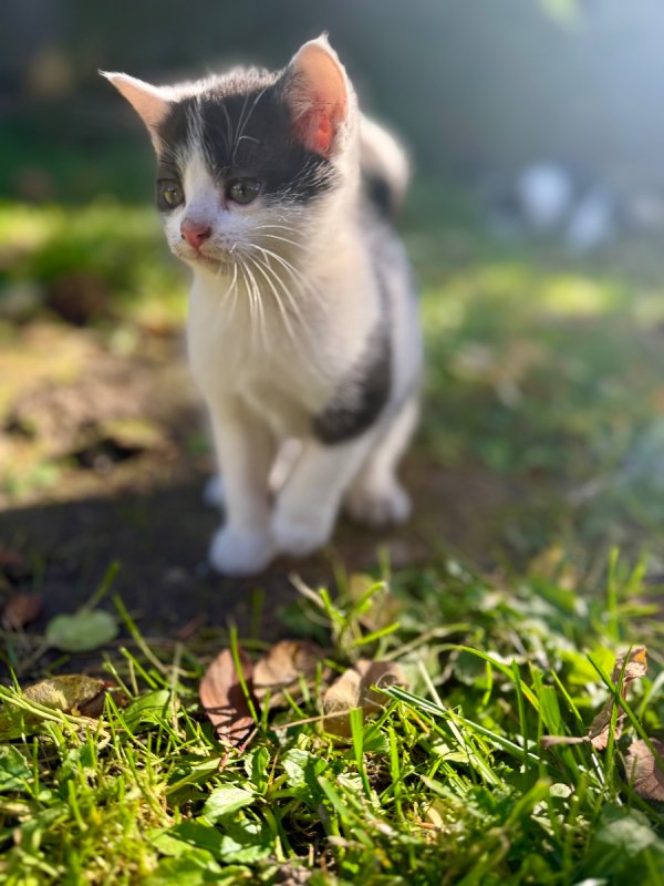 Kocięta tylko w dobre ręce - 03 Kocięta tylko w dobre ręce - 03