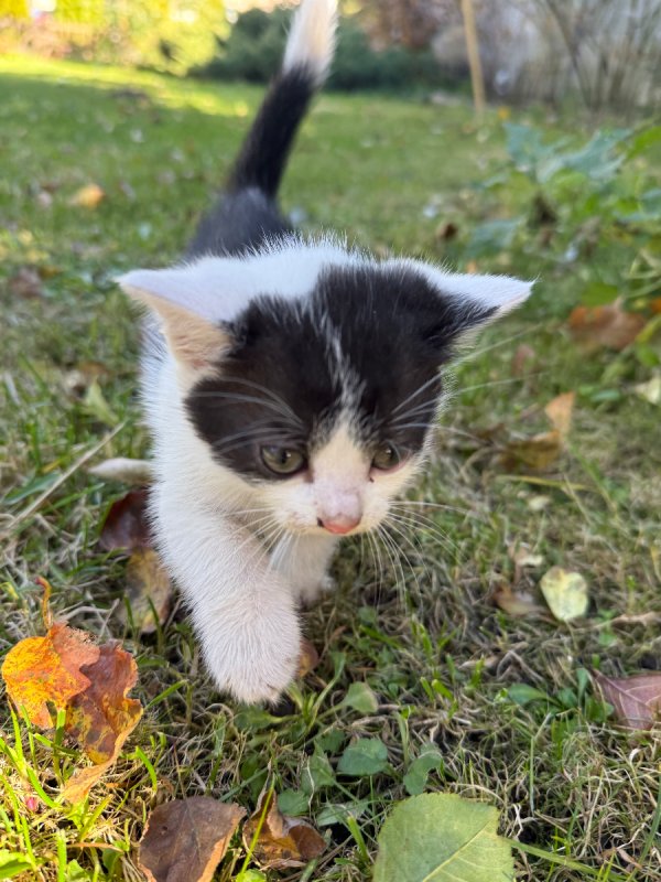 Kocięta tylko w dobre ręce - 04 Kocięta tylko w dobre ręce - 04