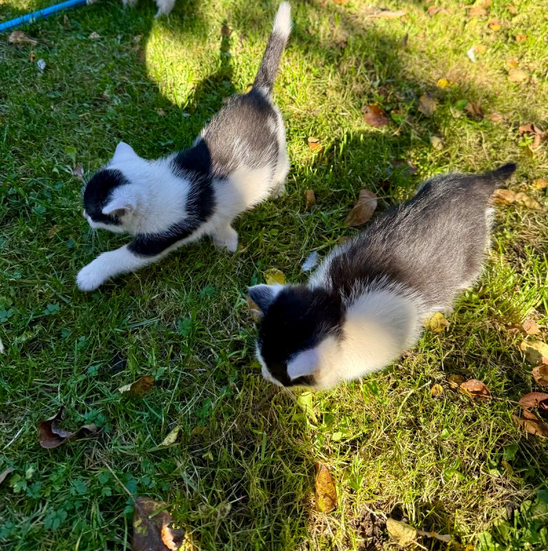 Kocięta tylko w dobre ręce - 05 Kocięta tylko w dobre ręce - 05